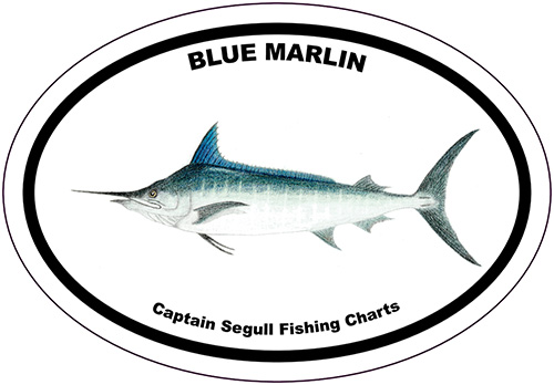 Bumper Sticker Blue Marlin