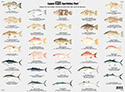 Fishes of the Gulf of Mexico and Florida Identification Chart