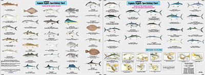 FNA503 Species: Fishes of the North Atlantic Identification Chart Spe | Species Identification 