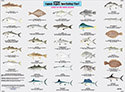 Species: Fishes of the North Atlantic Identification Chart