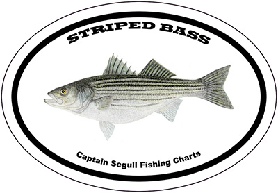 Bumper Sticker Striped Bass